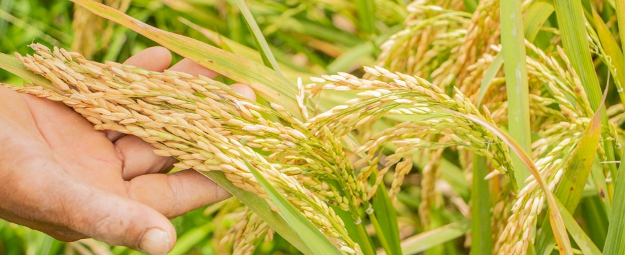 La récolte du riz dans les champs de riz d'Adzope